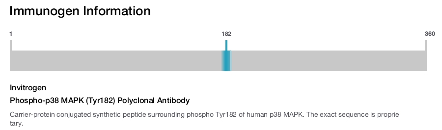 Phospho-p38 MAPK (Tyr182) Polyclonal Antibody