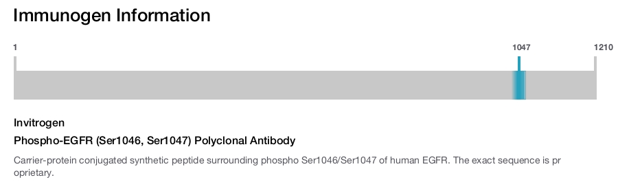 Phospho-EGFR (Ser1046, Ser1047) Polyclonal Antibody
