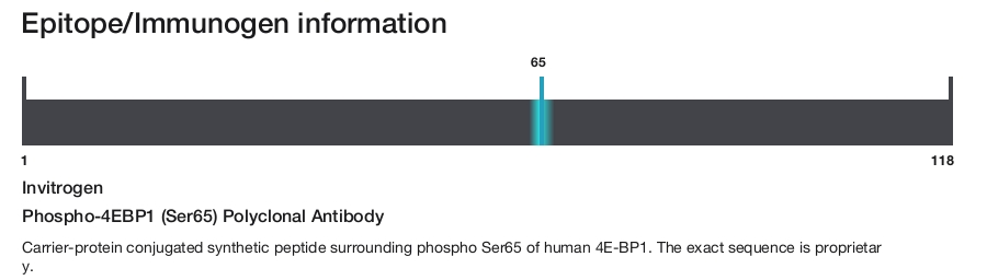 Phospho-4EBP1 (Ser65) Polyclonal Antibody
