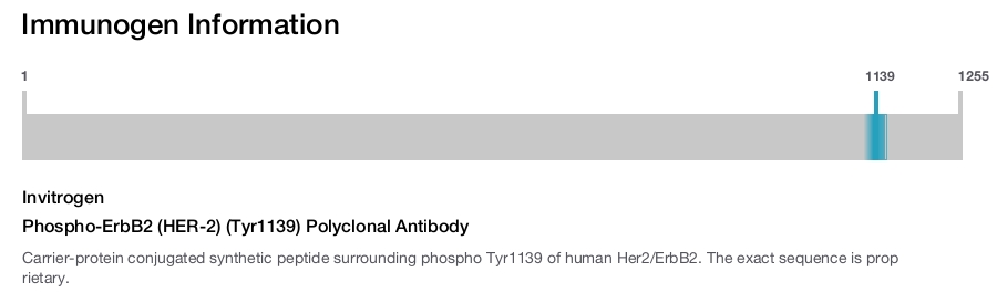 Phospho-ErbB2 (HER-2) (Tyr1139) Polyclonal Antibody
