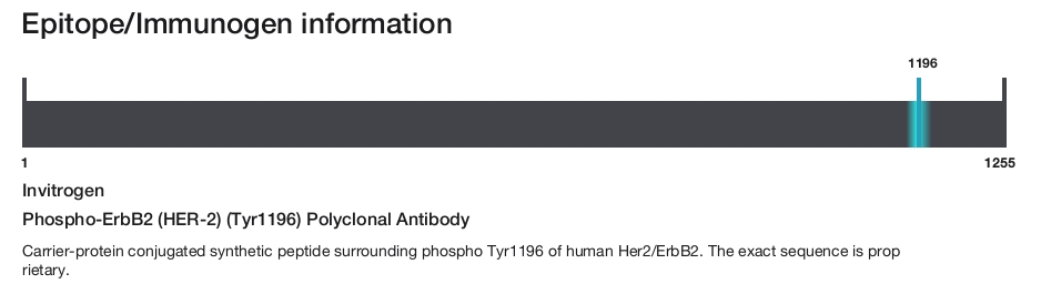Phospho-ErbB2 (HER-2) (Tyr1196) Polyclonal Antibody