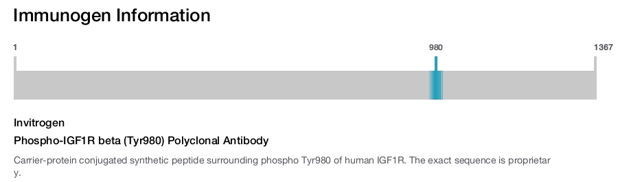 Phospho-IGF1R beta (Tyr980) Polyclonal Antibody