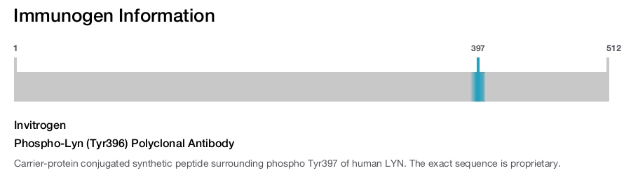 Phospho-Lyn (Tyr396) Polyclonal Antibody