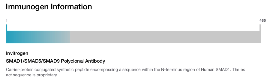 SMAD1/SMAD5/SMAD9 Polyclonal Antibody