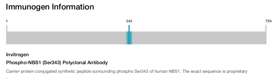 Phospho-NBS1 (Ser343) Polyclonal Antibody