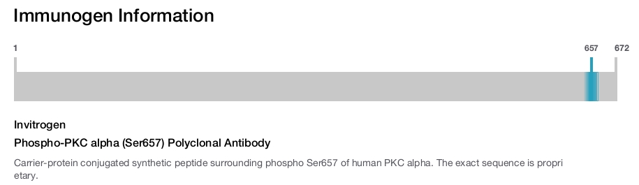 Phospho-PKC alpha (Ser657) Polyclonal Antibody