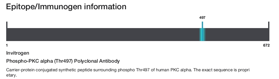 Phospho-PKC alpha (Thr497) Polyclonal Antibody