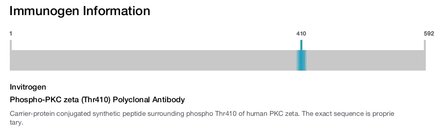 Phospho-PKC zeta (Thr410) Polyclonal Antibody