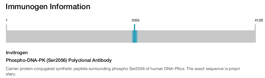 Phospho-DNA-PK (Ser2056) Polyclonal Antibody