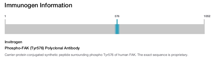 Phospho-FAK (Tyr576) Polyclonal Antibody