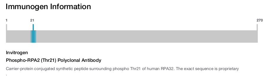 Phospho-RPA2 (Thr21) Polyclonal Antibody