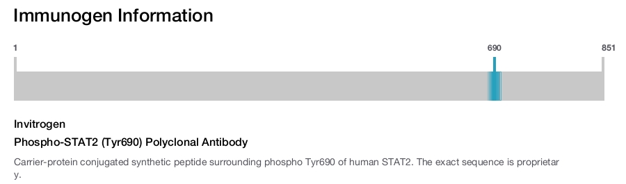 Phospho-STAT2 (Tyr690) Polyclonal Antibody