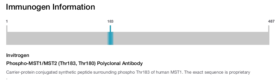 Phospho-MST1/MST2 (Thr183, Thr180) Polyclonal Antibody