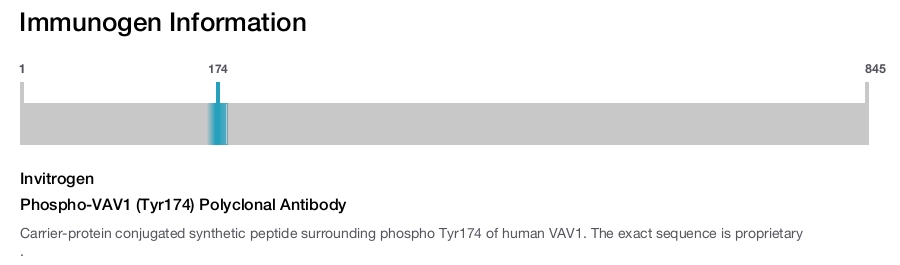 Phospho-VAV1 (Tyr174) Polyclonal Antibody