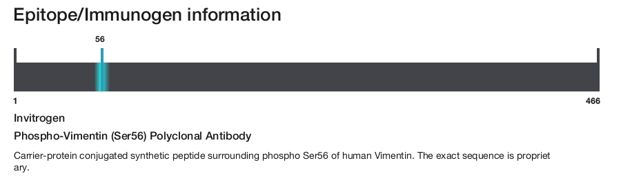 Phospho-Vimentin (Ser56) Polyclonal Antibody