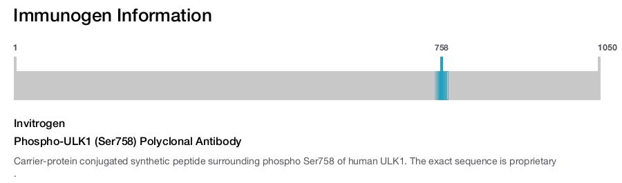 Phospho-ULK1 (Ser758) Polyclonal Antibody