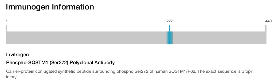 Phospho-SQSTM1 (Ser272) Polyclonal Antibody