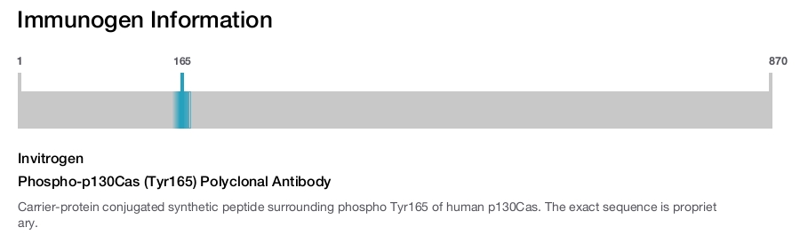 Phospho-p130Cas (Tyr165) Polyclonal Antibody