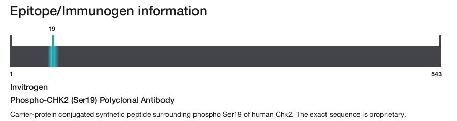Phospho-CHK2 (Ser19) Polyclonal Antibody