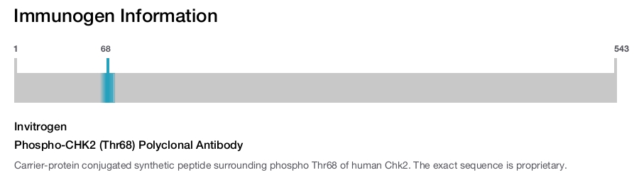 Phospho-CHK2 (Thr68) Polyclonal Antibody