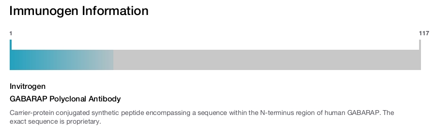 GABARAP Polyclonal Antibody