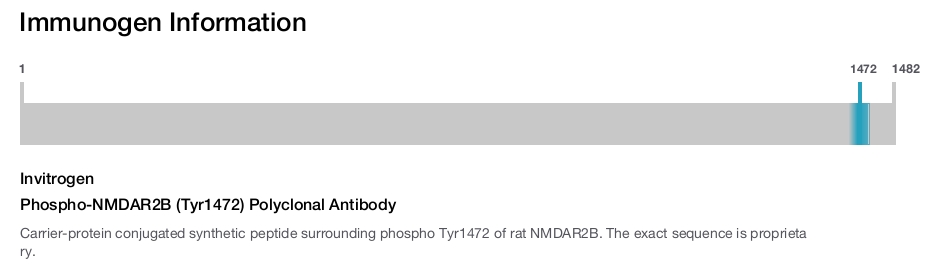 Phospho-NMDAR2B (Tyr1472) Polyclonal Antibody