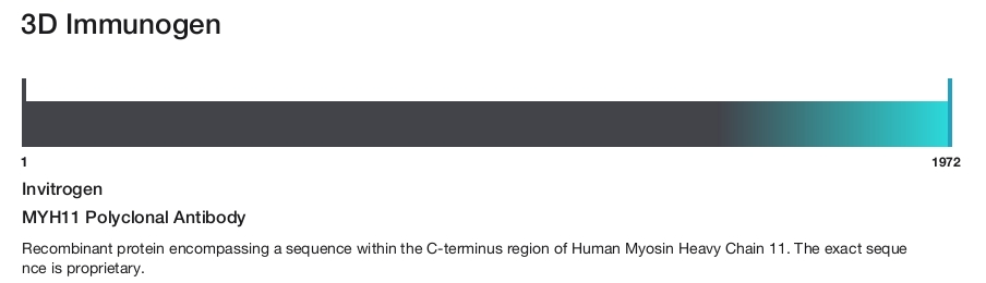 MYH11 Polyclonal Antibody