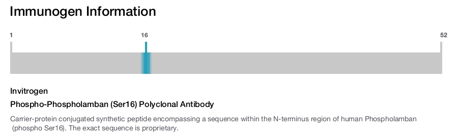 Phospho-Phospholamban (Ser16) Polyclonal Antibody