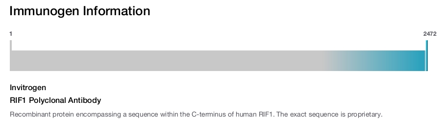 RIF1 Polyclonal Antibody
