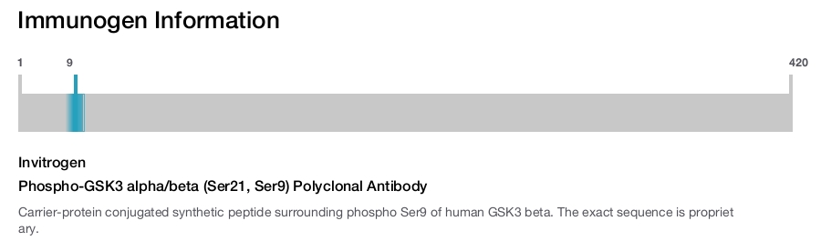 Phospho-GSK3 alpha/beta (Ser21, Ser9) Polyclonal Antibody