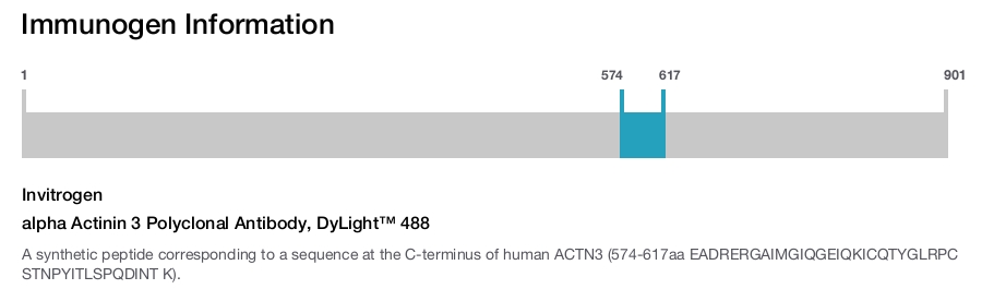 alpha Actinin 3 Polyclonal Antibody, DyLight™ 488