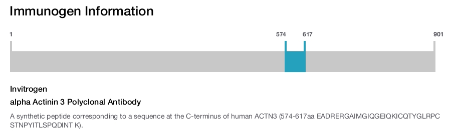alpha Actinin 3 Polyclonal Antibody
