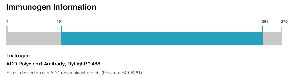 ADO Polyclonal Antibody, DyLight™ 488