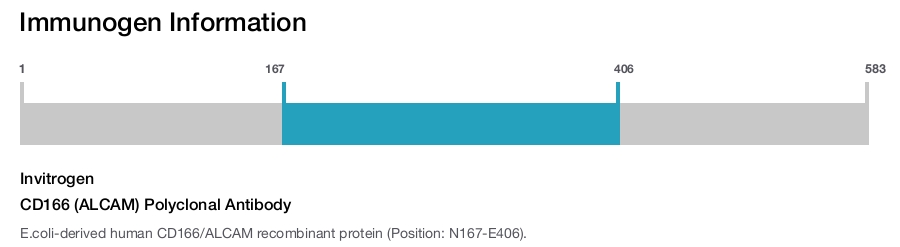 CD166 (ALCAM) Polyclonal Antibody