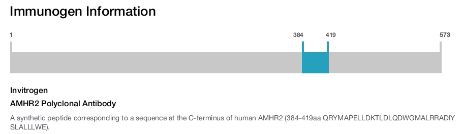 AMHR2 Polyclonal Antibody
