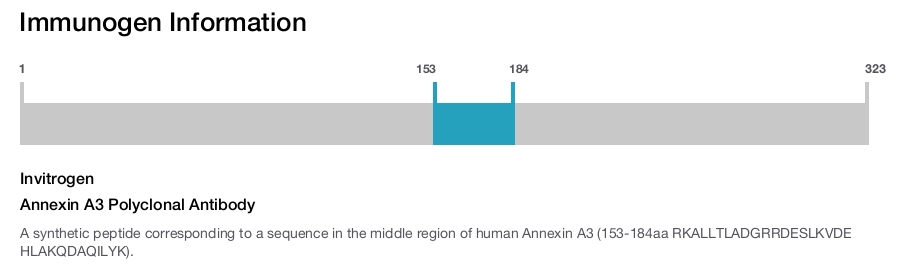 Annexin A3 Polyclonal Antibody