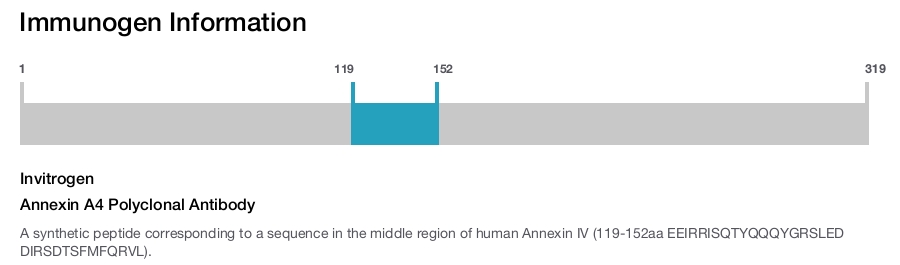 Annexin A4 Polyclonal Antibody