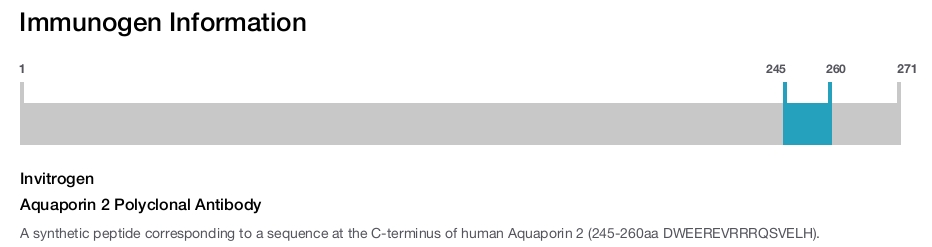 Aquaporin 2 Polyclonal Antibody
