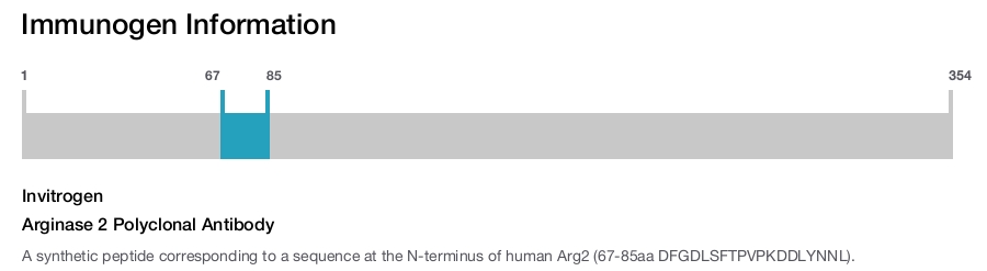 Arginase 2 Polyclonal Antibody