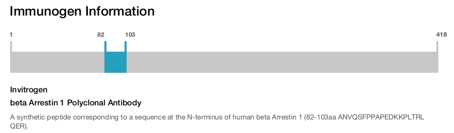 beta Arrestin 1 Polyclonal Antibody