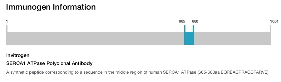 SERCA1 ATPase Polyclonal Antibody