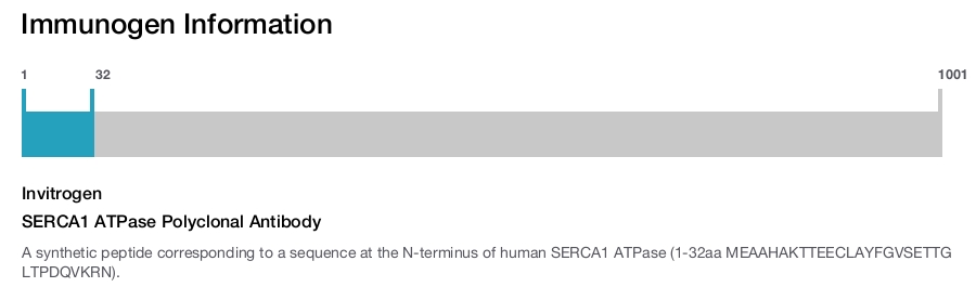 SERCA1 ATPase Polyclonal Antibody
