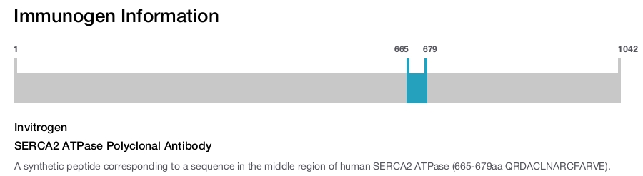 SERCA2 ATPase Polyclonal Antibody
