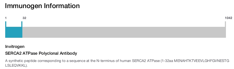 SERCA2 ATPase Polyclonal Antibody