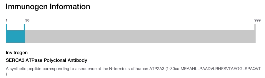 SERCA3 ATPase Polyclonal Antibody