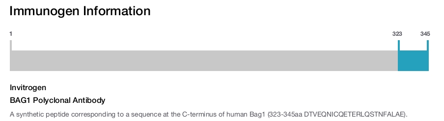 BAG1 Polyclonal Antibody