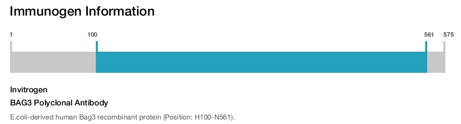 BAG3 Polyclonal Antibody
