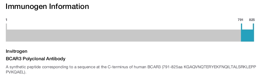 BCAR3 Polyclonal Antibody