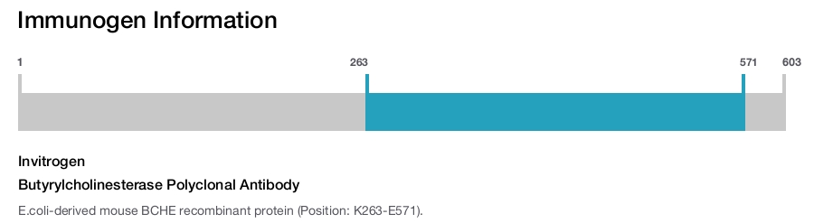 Butyrylcholinesterase Polyclonal Antibody