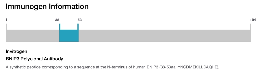 BNIP3 Polyclonal Antibody
